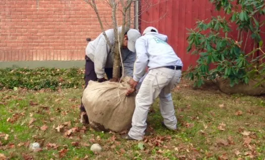 Installing a Dogwood 