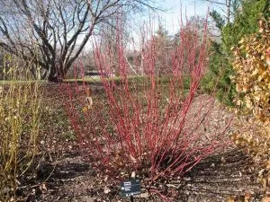 Red twig dogwood